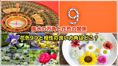 薔薇 風水|風水の方角8つと相性が良い花色9つ 【金運アップは。